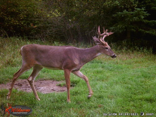 2022 Trail Cam Contest Entry_Stacy Harthan_Bluffton MN_09.09.2021