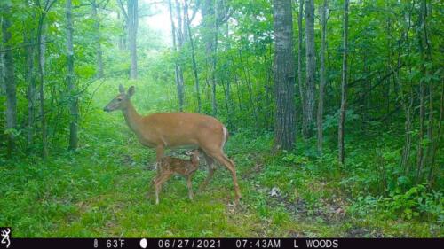 2022 Trail Cam Contest Entry_Rosie Lusian_Crow Wing County, MN_06.27.2021