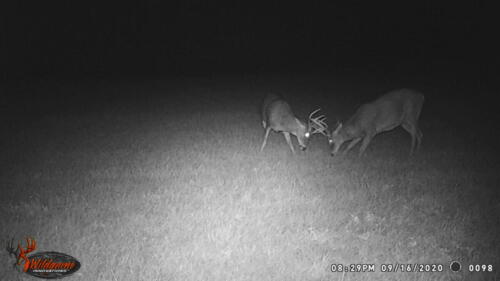2022 Trail Cam Contest Entry_Stacy Harthan_Bluffton MN_09.16.2021