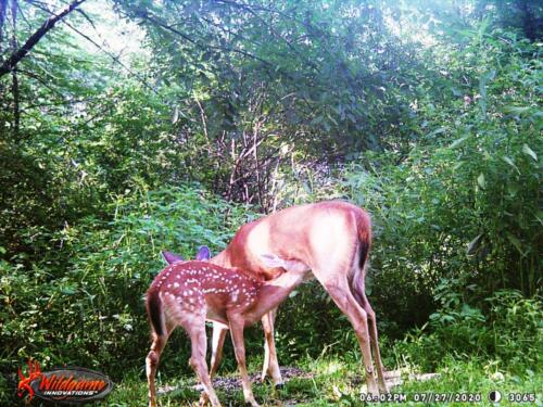 2022 Trail Cam Contest Entry_Kathleen Anderson_Anoka County, MN_07.27.2021